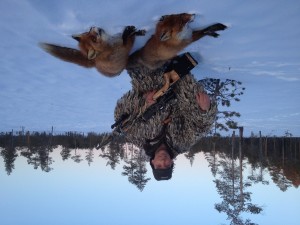 Ulf Lindroth Fox Hunting