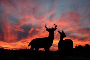 Doe and Buck Whitetail Deer at dusk