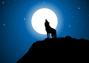 Wolf at night
