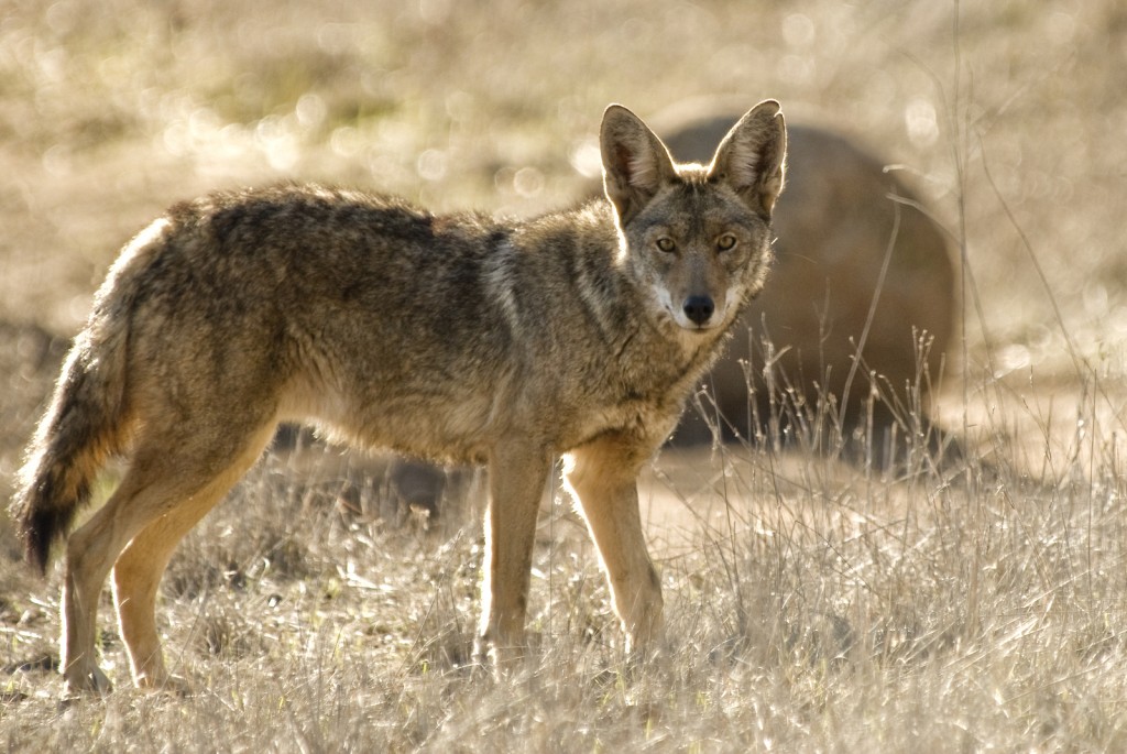 Coyote Hunting Tips Dan Thompson Game Calls