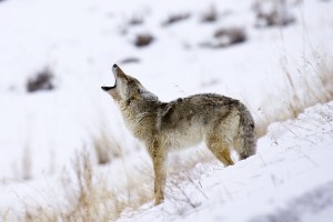 Hunting coyotes in Winter
